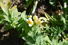 Linaria japonica