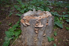 Coriolopsis gallica