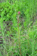 Campuloclinium macrocephalum