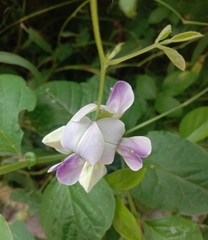 Crotalaria verrucosa