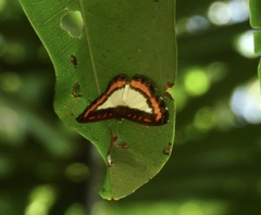 Nymphidium caricae