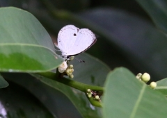 Neopithecops zalmora