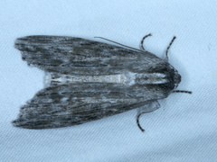 Capusa senilis