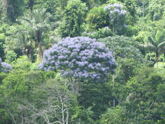 Jacaranda copaia