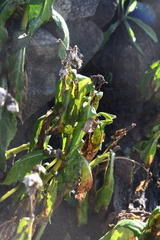 Senecio pseudoarnica