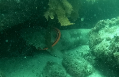 Orectolobus maculatus