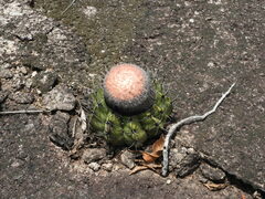 Melocactus