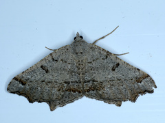 Dissomorphia australiaria