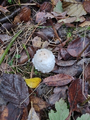Coprinus comatus