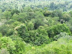 Urceola rosea