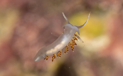 Apata pricei