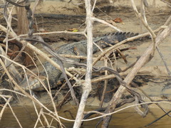 Paleosuchus trigonatus