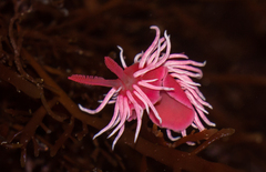 Okenia rosacea