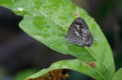 Arhopala birmana