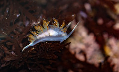 Apata pricei