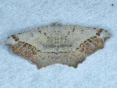 Dissomorphia australiaria