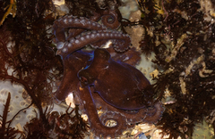 Octopus bimaculoides