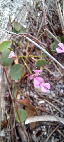Image of Indigofera ovata by (c) Adele SL, some rights reserved (CC BY)