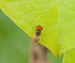 Microchrysa