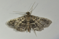 Anageshna primordialis