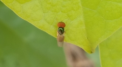 Microchrysa