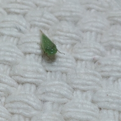 Xerophloea