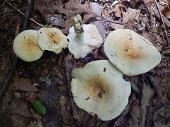 Russula ballouii