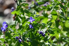 Scutellaria strigillosa