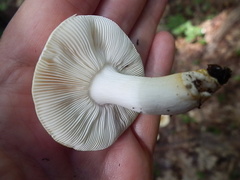 Russula ballouii