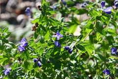 Scutellaria strigillosa