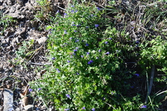 Scutellaria strigillosa