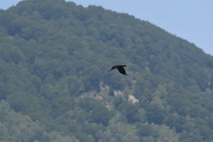Corvus corone