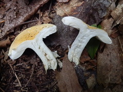 Russula ballouii