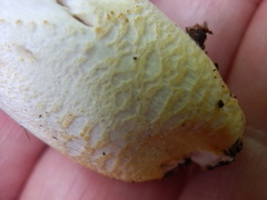 Russula ballouii