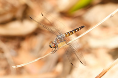 Brachydiplax duivenbodei