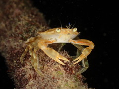Portunus sayi