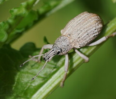 Leptopius robustus
