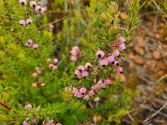 Erica grata