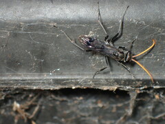 Pompiloidea