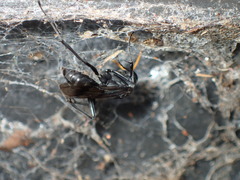 Pompiloidea