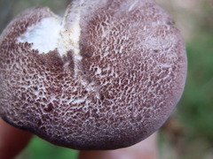 Entoloma violaceum