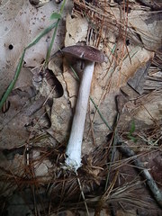 Entoloma violaceum