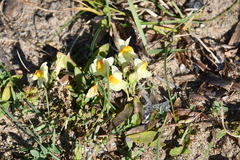 Linaria japonica