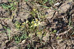 Linaria japonica