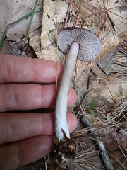Entoloma violaceum