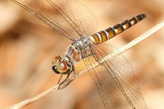 Brachydiplax duivenbodei