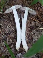 Entoloma violaceum
