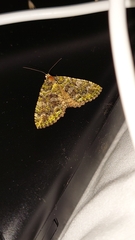 Austrocidaria similata