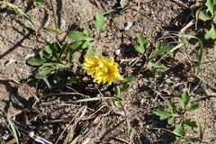 Ixeris repens