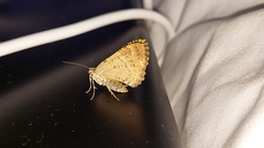 Austrocidaria similata